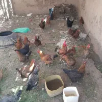 مرغ گلپایگان