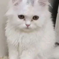 پرشین نر سه ماهه خوشگل
