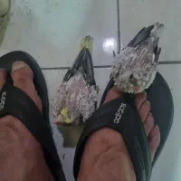 کلا ۱۰ پرنده عروس جوجه گذار