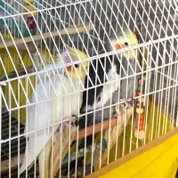 ۲ عدد عروس هلندی نر و ماده بالغ ۲ ساله