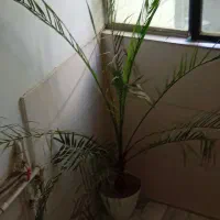 درخت نخل