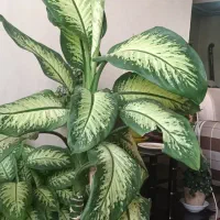 گل و گیاه  دیفن
