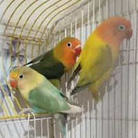 جفت مولد کوتوله