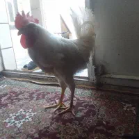 یک عدد خروس باهوش