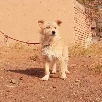 حیوان پاپی پشمالو