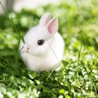 بچه خرگوش ریزه میزه