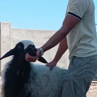 بره نر ۵۰ کیلو