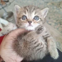 گربه بریتیش تبی