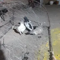 خال سبزنر،سینه سیاه نر،مشکی ماده