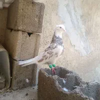 کبوتر طوقی