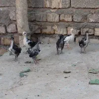 جوجه گلین اصل