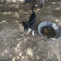 سگ پاکوتاه