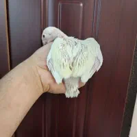 جوجه ملنگو  کرمینو سرلاکی