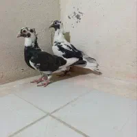 کبوتر ابلغ