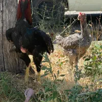 خروس لاری اصیل