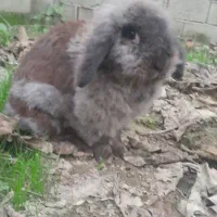 برای نداشتن جا میخوام بفروشم