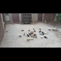 کبوتر