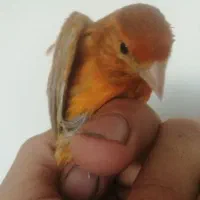قناری نر سینه سرخ