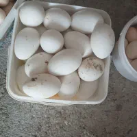 تخم غاز و تخم مرغ کردی محلی تازه