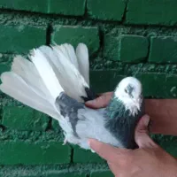 کفتر پرشی تضمینی