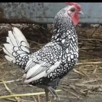 خروس سیبرایت