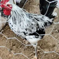 فروش خروس مرغ