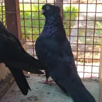 کبوتر زاغ آبادانی