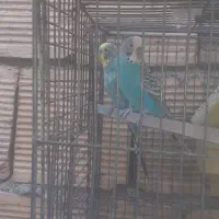 مرغ عشق