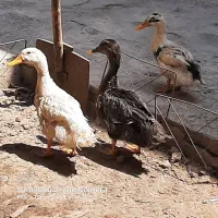 اردک|حیوانات مزرعه|یزد, |دیوار