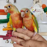 طوطی سنگال جوجه گرینچیک راهب خورشیدی