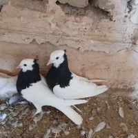 طوقی سیاه