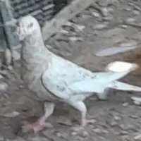 سرور|پرنده|چمران, |دیوار