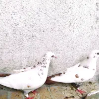کبوتر. نیکشهر