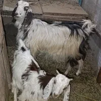 بز با بچش