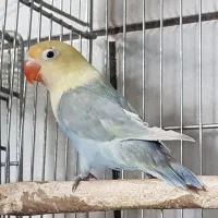 دوعدد جوجه کوتوله رنگ خاص تازه دونخور