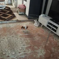 پارک سگ|لوازم جانبی حیوانات|تهران, خانی آباد نو جنوبی|دیوار