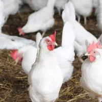 فروش مرغ تخم گذار با اصالت/تجهیزات/آموزش و مشاوره