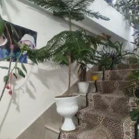 گل چتری