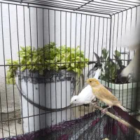 جوجه قناری در حد ریز خونی