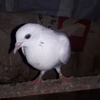 یه عددکبوترپتی واله