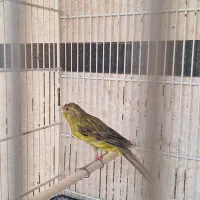 قناری جوجه سبز چمنی