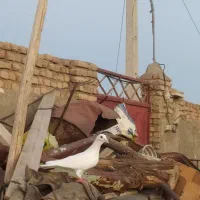 کبوتر