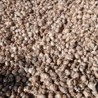 سیر فروشی کیلویی ۲۰۰ کلی و جزئی
