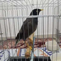 مرغ مینا بازی گوش