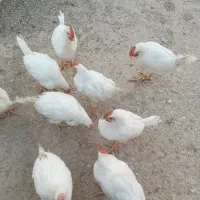 جوجه مرغ و خروس سفید