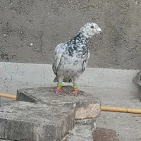 سرور.هفترنگ.سرنج