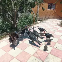 بوقلمون سالم واکسن خورده