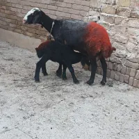 دو راس میش نژاد شال بره دار یکیش دوقلو