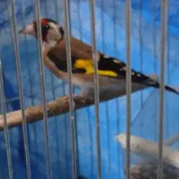 دوتا سهره جوجه پارسال