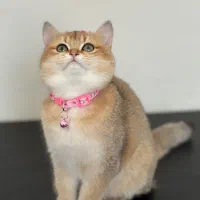 گربه بریتیش اصیل